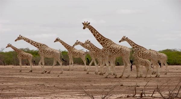 Giraffes in Niger Giraffes in Niger